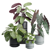 Indoor Plants Pack 30