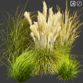 Collection plant vol 408 - grass - outdoor Switchgrass - Northwind