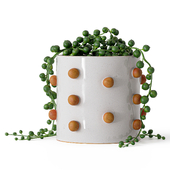 Bobble ceramic pot by Atelier Stella with Senecio rowleyanus
