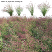 Panicum virgatum (Switchgrass)