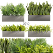 Collection plant vol 410 - indoor - sansveria - fern - monstera - palm