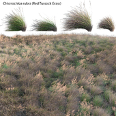 Chionochloa rubra - Red Tussock Grass 02