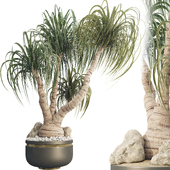 Ponytail Palm Tree 02