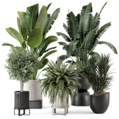 Indoor Plants  in rusty Concrete Pot - Set 1167