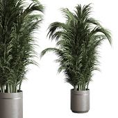 indoor plant 317 pot plant palm concrete dirt vase