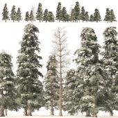 Winter green spruce forest