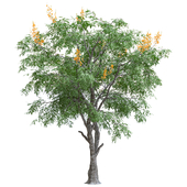Peltophorum pterocarpum (copperpod) Tree