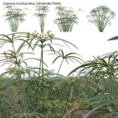 Cyperus involucratus - Umbrella Plant