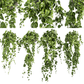 Collection plant vol 412 - pothos - hanging - ampelous