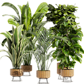 Collection plant vol 413 - indoor - fiddle - banana - palm - rubber