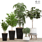 houseplants-indoor-018