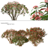 Euphorbia mellifera Plants