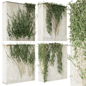 Collection plant vol 414 - Hedera - outdoor - leaf - fitowall - ivy