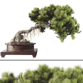 Bonsai Tree 58
