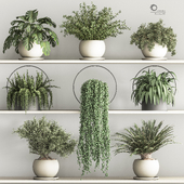 Hanging Plants And Indoor plant Set 87