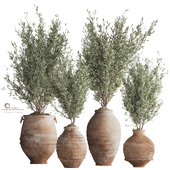 Olive Tree In Antique Pottery And Indoor Plant Set 86