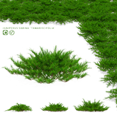 Juniper Cossack bushes | Juniperus sabina tamariscifolia