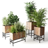 Indoor plants in wooden boxes on a stand