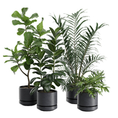 Indoor Plants Pack 31