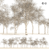 winter paper birch tree forest