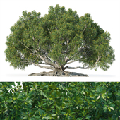 Фикус макрофилла (Ficus macrophylla)