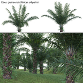 Elaeis guineensis - African oil palm