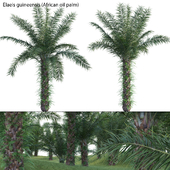 Elaeis guineensis - African oil palm 03