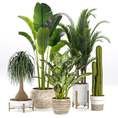 Indoor Tropical Plants Collection