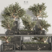 Bonsai And Indoor Plant Set 87