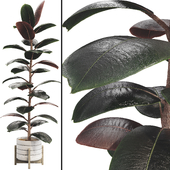 Ficus Elastica Rubber Plant 04