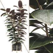 Ficus Elastica Rubber Plant 05