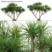 Pandanus tectorius - Screw Pine