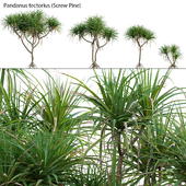 Pandanus tectorius - Screw Pine 03