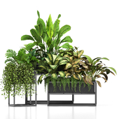 indoor plants in black box set 012