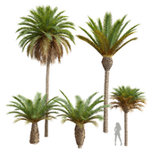 New Plant Phoenix Canariensis Phoenix Canariensis Decorative Garden