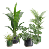 Indoor Plants Pack 32