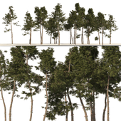 Scotch pine tree forest