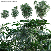 Chuniophoenix humilis - Rhapis humilis - Bamboo Palm