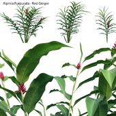 Alpinia Purpurata - Red Ginger