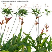 Heliconia psittacorum - Parrot Heliconia
