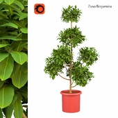 ficus benjamina