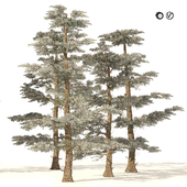 Winter Abies concolor trees