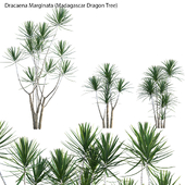 Dracaena Marginata - Madagascar Dragon Tree 02