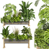 Collection plant vol 420 - indoor - monstera - banana - indoor