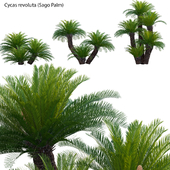 Cycas revoluta - Sago Palm 02