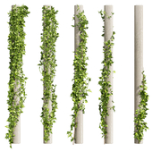 Collection plant vol 421 - pothos - outdoor - leaf - fitowall - ivy