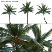 Cocos nucifera - Coconut 04