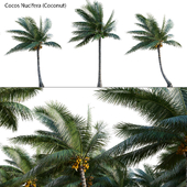 Cocos nucifera - Coconut 05