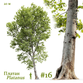 Plane-tree / Sycamore / Platanus #16