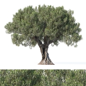 Дерево оливы 8 (Olive tree 8)
